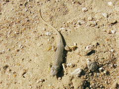 Acanthodactylus hardyi