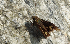 Pelopidas assamensis