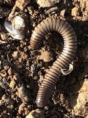 Ommatoiulus rutilans