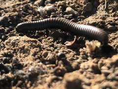 Ommatoiulus rutilans