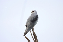 Elanus caeruleus caeruleus