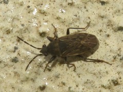 Peritrechus geniculatus