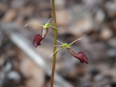 Cryptostylis ovata