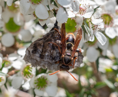 Polistes humilis humilis