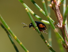 Arsipoda holomelaena