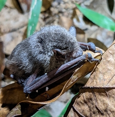 Pipistrellus abramus