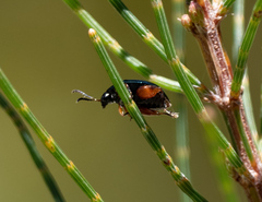 Arsipoda holomelaena