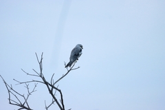 Elanus caeruleus caeruleus