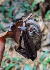 Pipistrellus abramus