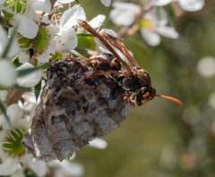 Polistes humilis humilis