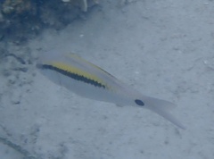 Parupeneus barberinus