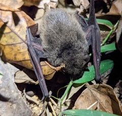 Pipistrellus abramus