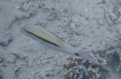 Parupeneus barberinus