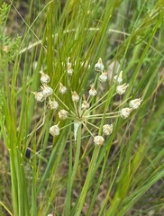 Allium palaestinum