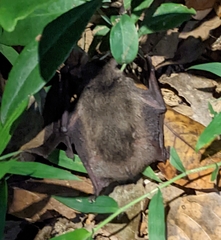 Pipistrellus abramus