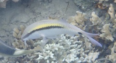 Parupeneus barberinus