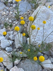 Aaronsohnia factorovskyi