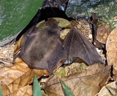 Pipistrellus abramus