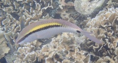 Parupeneus barberinus