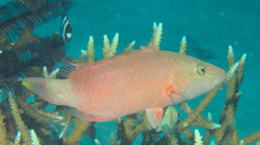 Oxycheilinus digramma