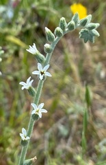 Heliotropium rotundifolium