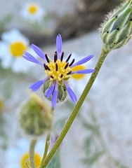 Volutaria crupinoides
