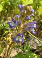 Phelipanche aegyptiaca