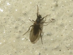 Phorinae
