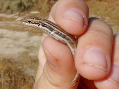 Heremites septemtaeniatus