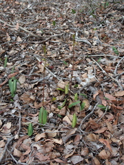 Cryptostylis ovata