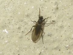 Phorinae