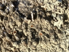 Arctoparmelia centrifuga