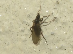 Phorinae