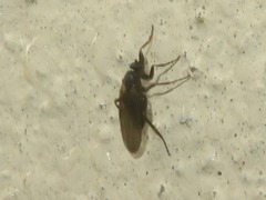 Phorinae