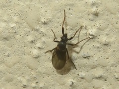 Phorinae