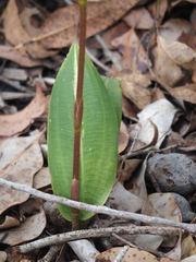 Cryptostylis ovata