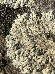 Arctoparmelia centrifuga