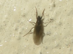 Phorinae
