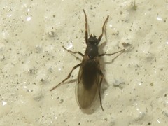 Phorinae