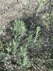 Lavandula