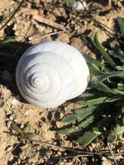 Sphincterochila