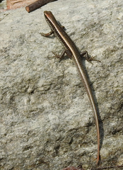 Sphenomorphus maculatus