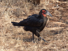 Bucorvus leadbeateri