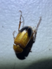 Phyllotocus macleayi