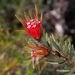 Lambertia - Photo (c) Ben Johnson, some rights reserved (CC BY-NC), uploaded by Ben Johnson
