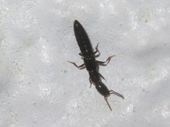 Xantholinus longiventris