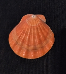 Flexopecten glaber ponticus