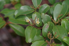 Psorospermum