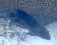 Hemiglyphidodon plagiometopon