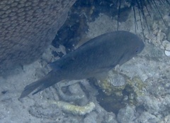 Hemiglyphidodon plagiometopon